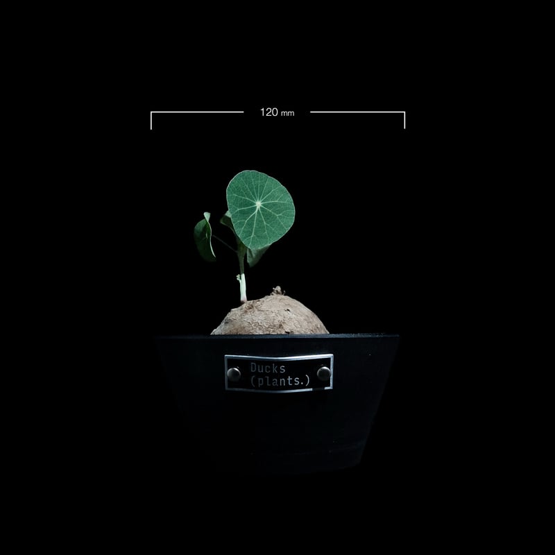 ステファニア エレクタ / Stephania erecta #2 | Ducks ( pla