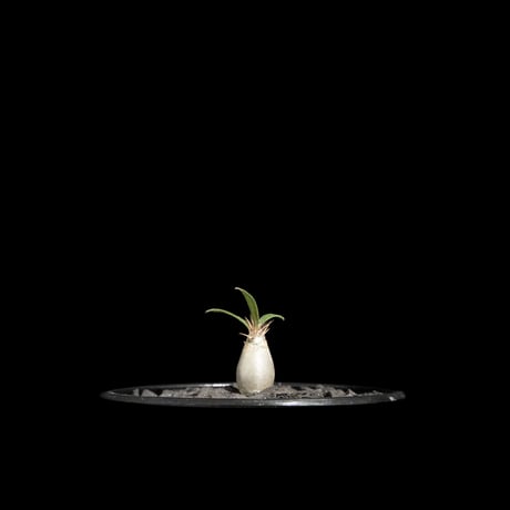 パキポディウム グラキリス / Pachypodium rosulatum var. gracilius #62