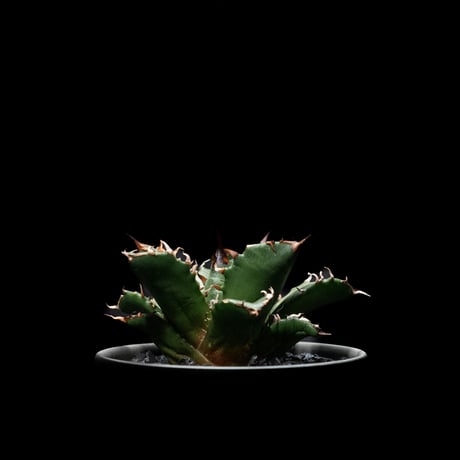 アガベ チタノタ 姫厳竜 / Agave titanota ‘Dwarf’ #2