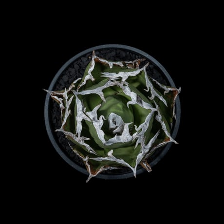 アガベ チタノタ 螃蟹 / Agave titanota ‘Crab’ #1