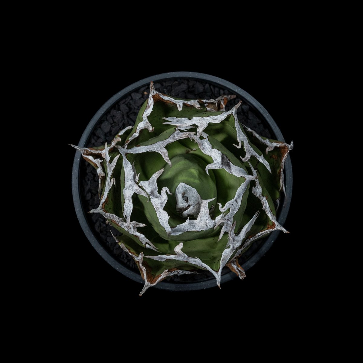 アガベ チタノタ 螃蟹 / Agave titanota 'Crab' #1 | Ducks アガベ チタノタ 螃蟹 / Agave titanota 'Crab' #1 | Ducks
