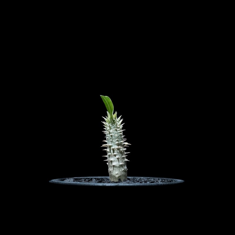 パキポディウム イノピナツム Pachypodium inopinatum パキポディウム イノピナツム／Pachypodium Inopinatum no.605