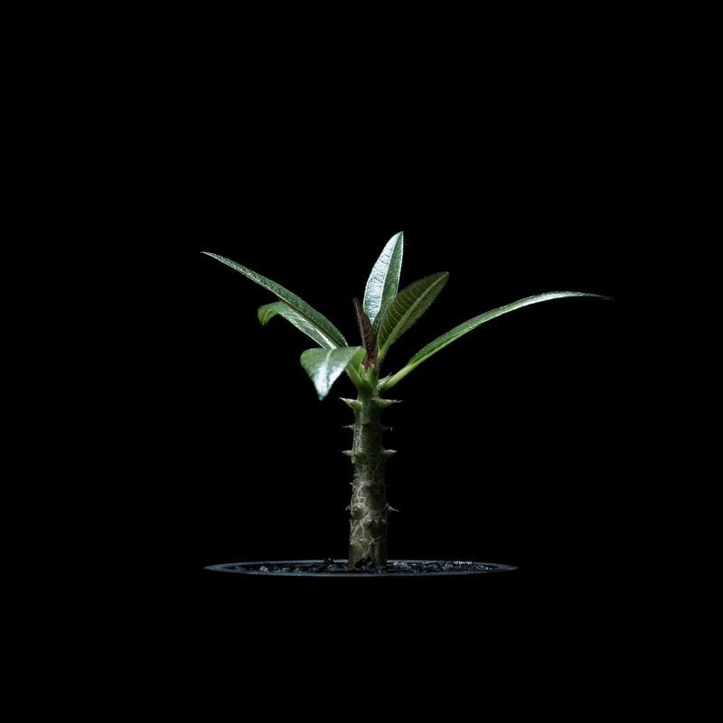 【現品】パキポディウム・バロニー　7号　エ４番 パキポディウム バロニー / Pachypodium baronii #1 | Ducks (