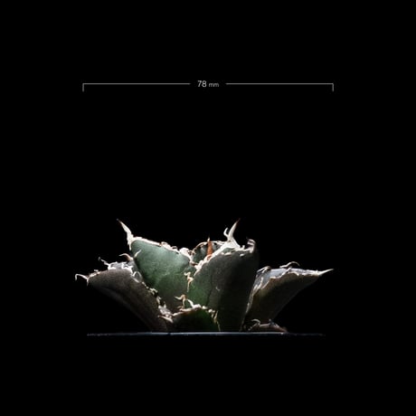 アガベ チタノタ 白鯨 / Agave titanota ‘White Whale’ #6
