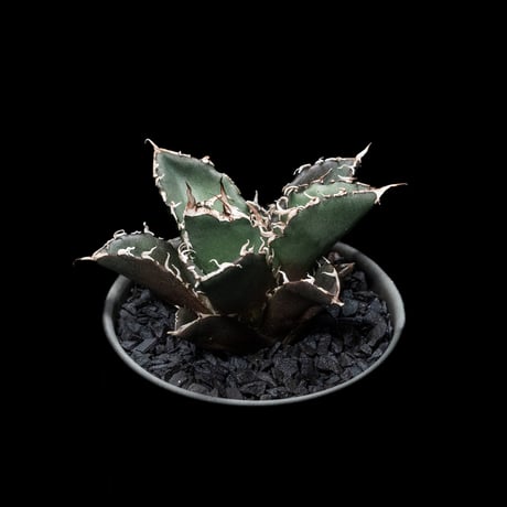 アガベ チタノタ 白鯨 / Agave titanota ‘White Whale’ #3