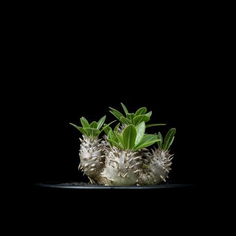 パキポディウム デンシカウレ / Pachypodium densicaule #15