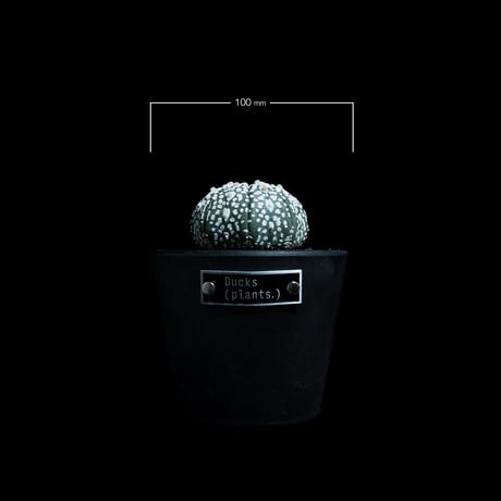 アストロフィツム アステリアス / Astrophytum asterias #29