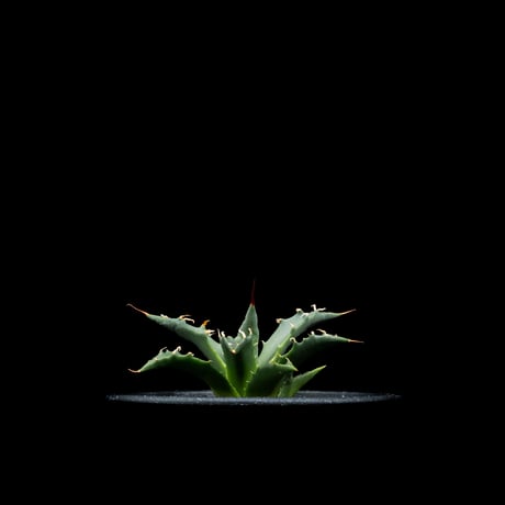 アガベ ユタエンシス ネバデンシス / Agave utahensis var. nevadensis #1