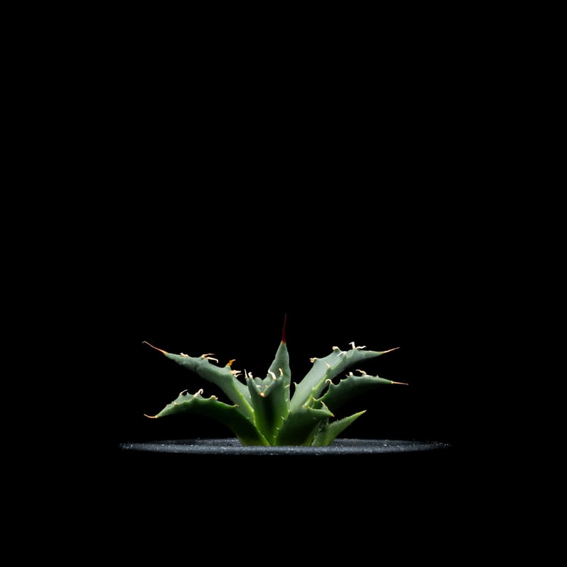 アガベ ユタエンシス　Agave utahensis アガベ ユタエンシス エボリスピナ（US株） OS08 – linkplants
