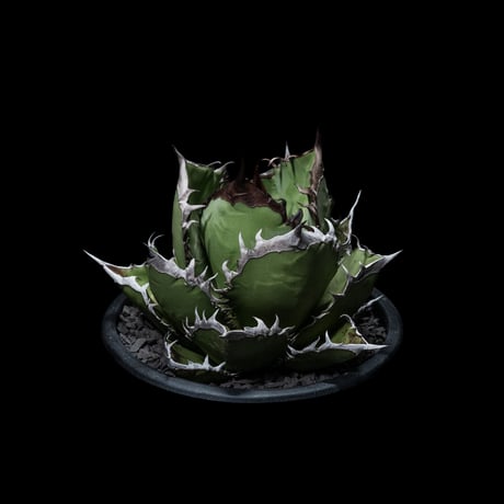 アガベ チタノタ 黒火焔 / Agave titanota ‘Black Fire’ #2