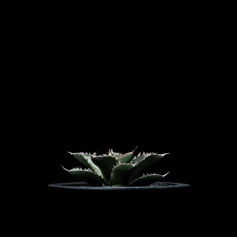 アガベ チタノタ 海王 / Agave titanota 'Sea King' #1 | Du