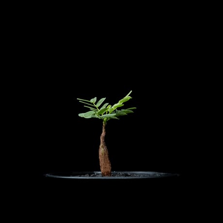 センナ メリディオナリス / Senna meridionalis #20