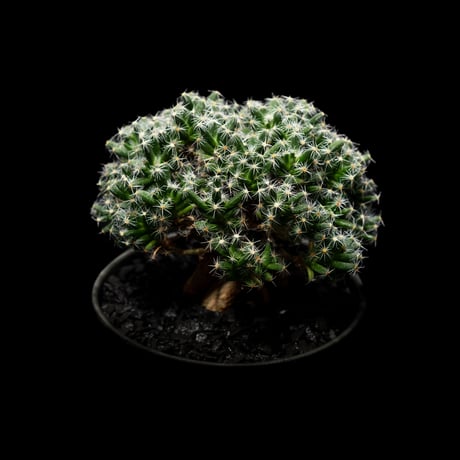 トリコディアデマ デンサム / Trichodiadema densum #2