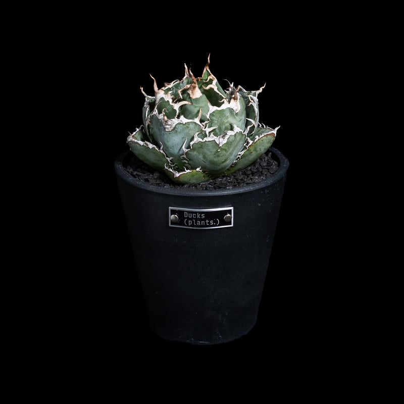 Ducks ( plants. ) 植え替えセット | Ducks ( plants. )