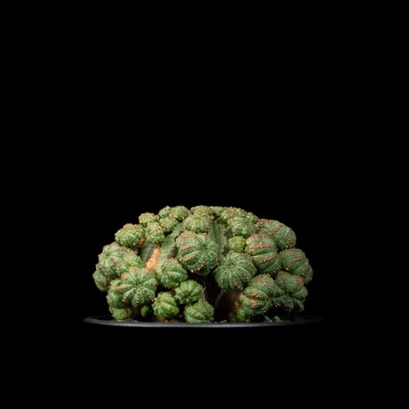 ユーフォルビア シンメトリカ / Euphorbia obesa ssp. symmetrica #1