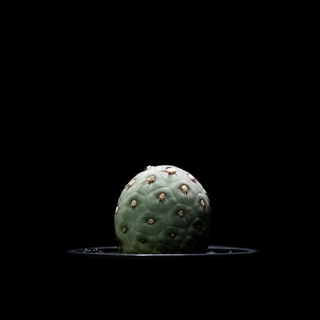 テフロカクタス ゲオメトリクス / Tephrocactus geometricus
