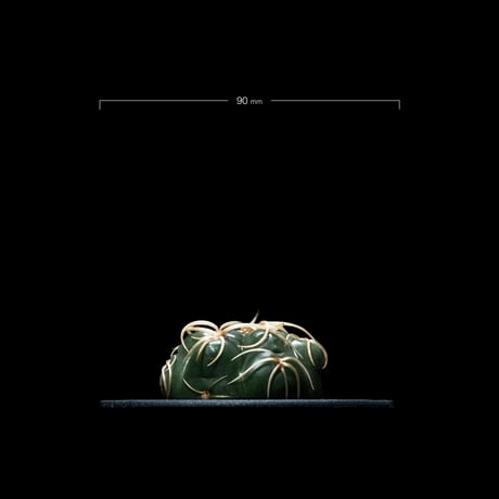 ギムノカリキウム 海王丸 / Gymnocalycium denudatum ‘Kaioumaru’