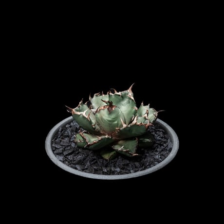 アガベ チタノタ 姫厳竜 / Agave titanota ‘Dwarf’ #4