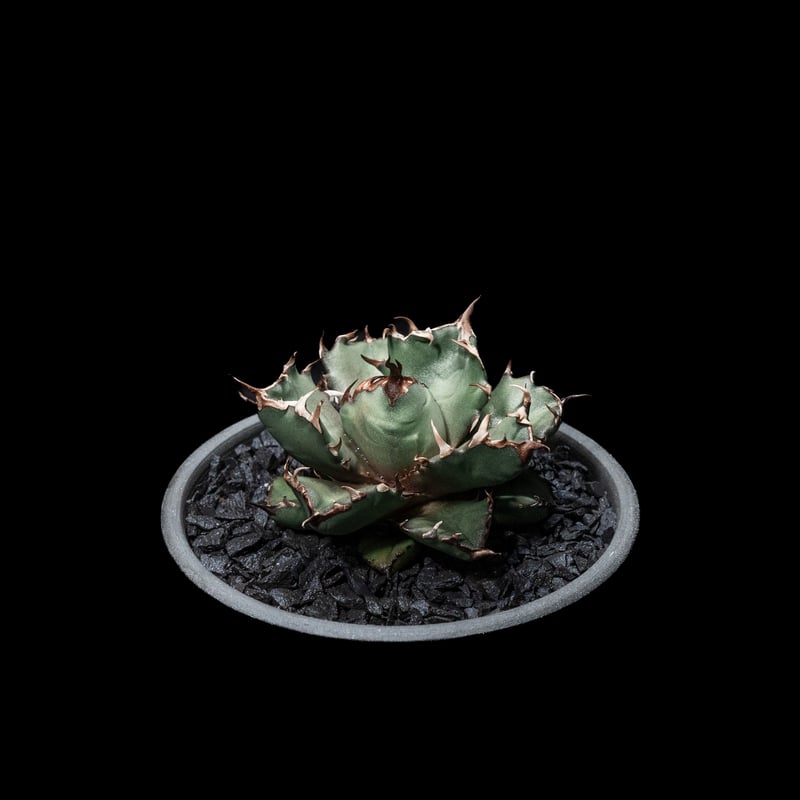 アガベ チタノタ 姫厳竜 / Agave titanota 'Dwarf' #4 | Duck