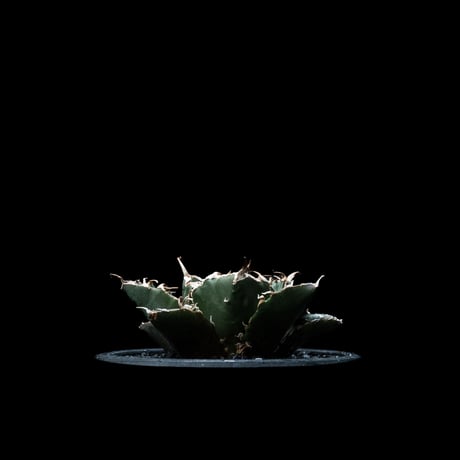アガベ チタノタ 白鯨 / Agave titanota ‘White Whale’ #8