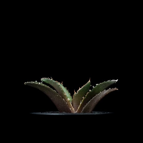 アガベ チタノタ 白鯨 / Agave titanota ‘White Whale’ #81