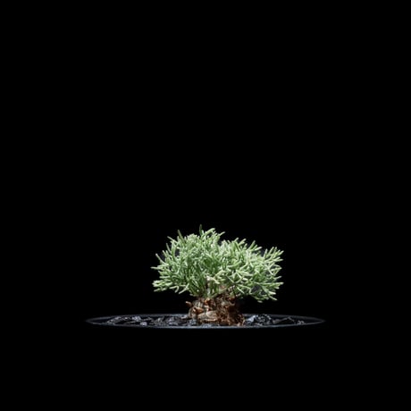 モンソニア ペニクリナム / Monsonia peniculina #5