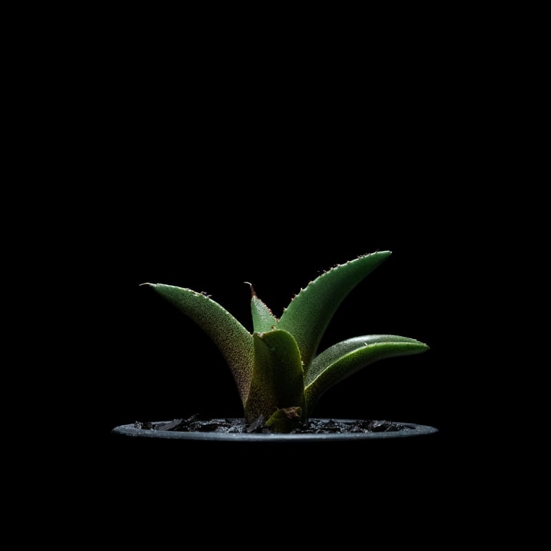 アガベ チタノタ 黒火焔 / Agave titanota 'Black Fire' #13