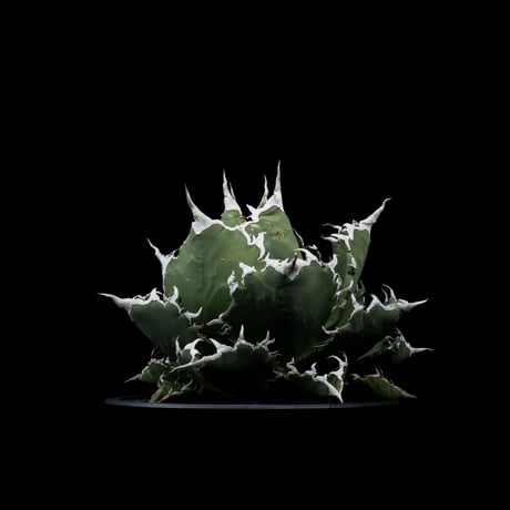 アガベ・チタノタ 夕映厳竜 / Agave titanota ‘Solar Eclipse’ #12