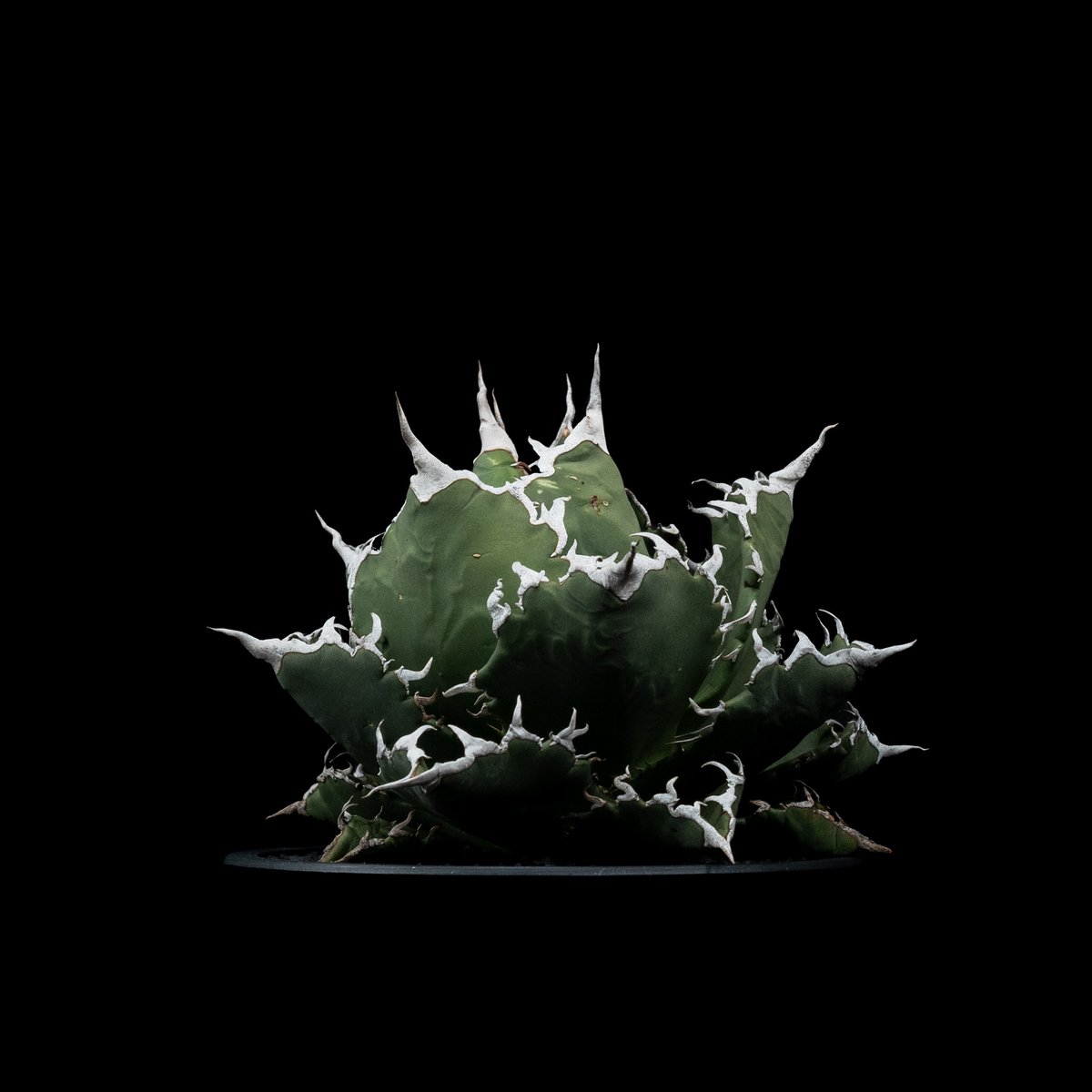 アガベ・チタノタ 夕映厳竜 / Agave titanota 'Solar Eclipse' アガベ・チタノタ 夕映厳竜 / Agave titanota 'Solar Eclipse'