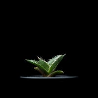 アガベ パリー トルンカータ オリザバ / Agave parryi var. truncat
