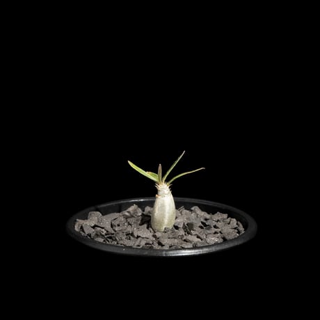 パキポディウム グラキリス / Pachypodium rosulatum var. gracilius #63