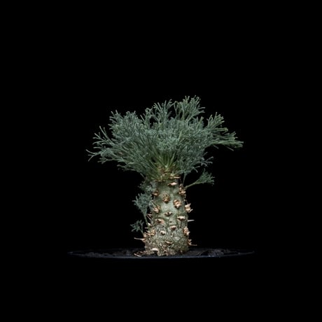 モンソニア ペニクリナム / Monsonia peniculina #19