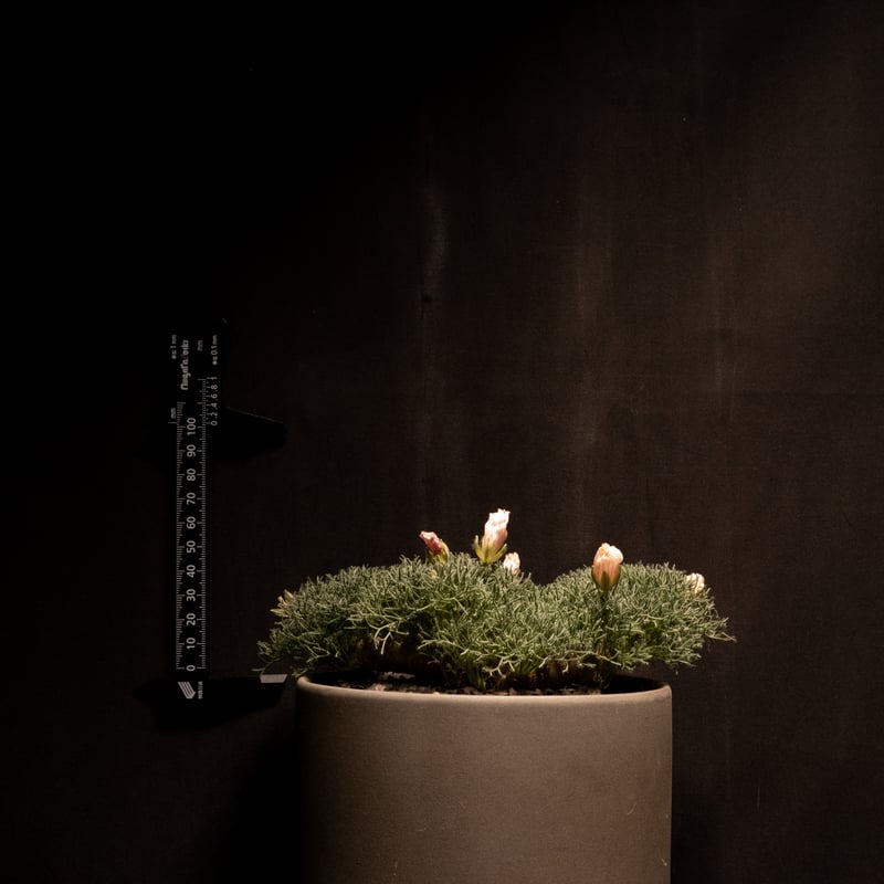 モンソニア ペニクリナム / Monsonia peniculina #2 | Ducks (