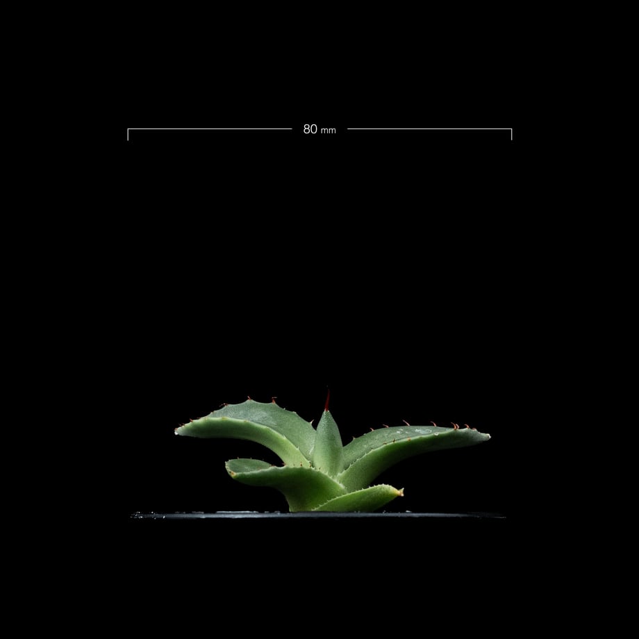 65b770b222176f008cf3eff2