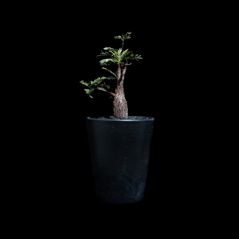 センナ メリディオナリス / Senna meridionalis #8 | Ducks (