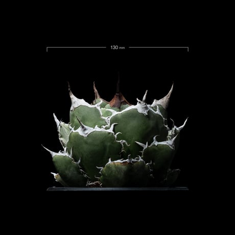 アガベ チタノタ 白鯨 / Agave titanota ‘White Whale’ #23