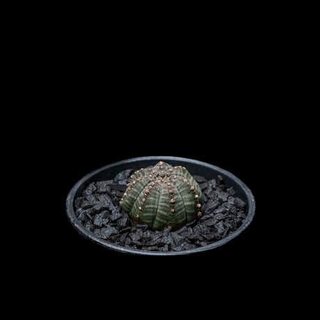 ユーフォルビア シンメトリカ (カキ仔) / Euphorbia obesa ssp. symmetrica #2