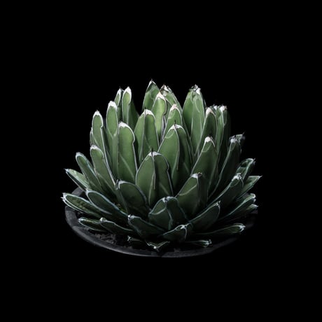 アガベ 笹の雪 / Agave victoriae-reginae