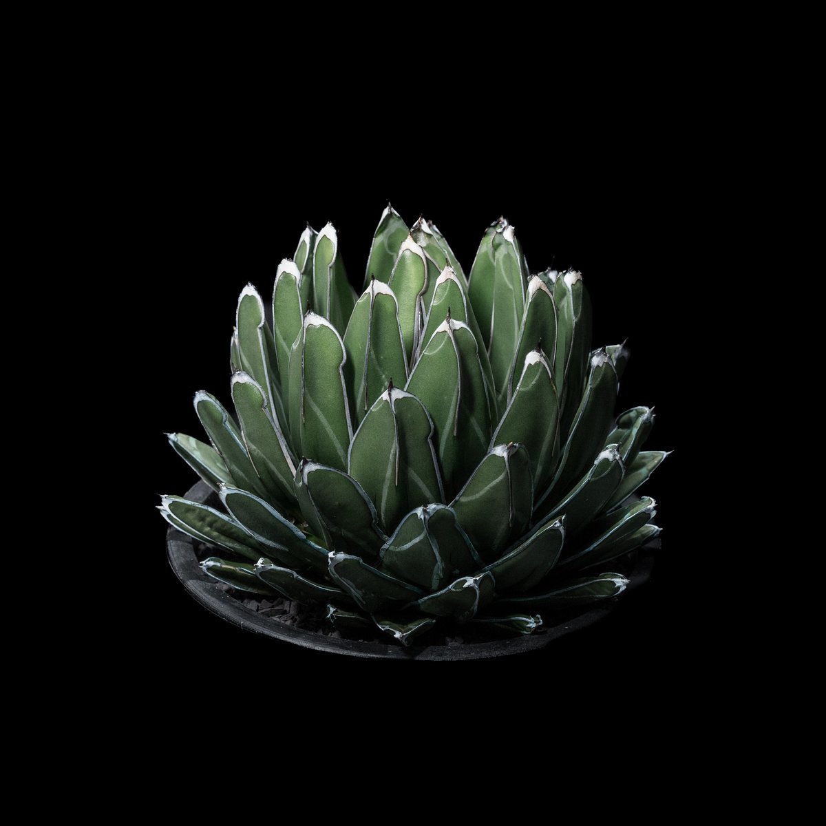 アガベ 笹の雪 / Agave victoriae-reginae | Ducks ( pla...