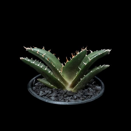 アガベ チタノタ 白鯨 / Agave titanota ‘White Whale’ #48