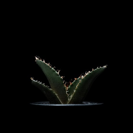 アガベ チタノタ 白鯨 / Agave titanota ‘White Whale’ #26