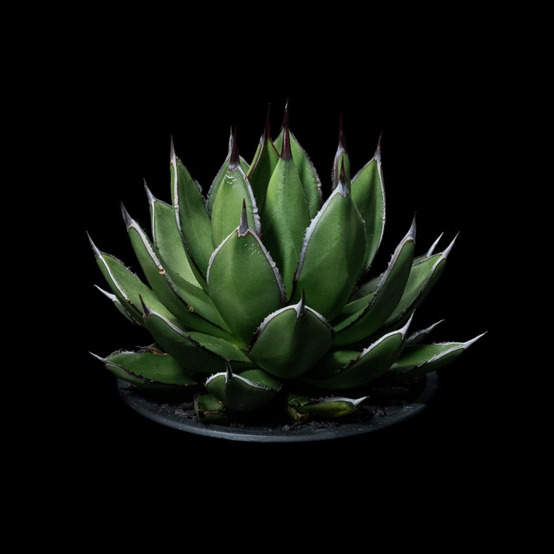 アガベ 兜蟹×笹の雪 / Agave isthmensis 'Kabutogani' × vi アガベ 兜蟹×笹の雪 / Agave isthmensis 'Kabutogani' × vi