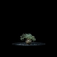 モンソニア ペニクリナム / Monsonia peniculina #6