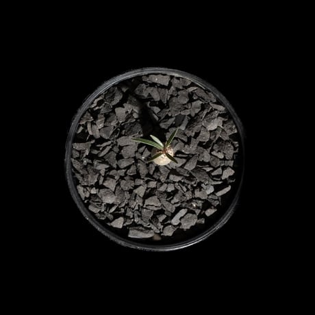 パキポディウム グラキリス / Pachypodium rosulatum var. gracilius #61