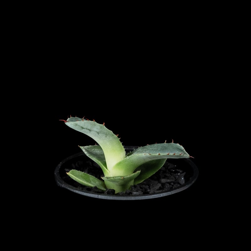 アガベ パリー トルンカータ / Agave parryi var. truncata #3 