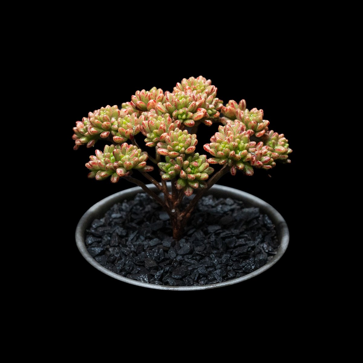 アエオニウム 小人の祭り / Aeonium sedifolium | Ducks ( pla