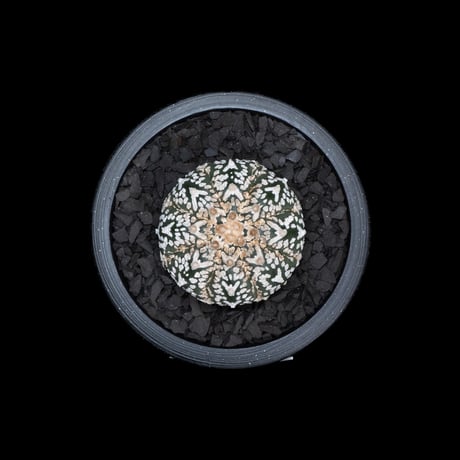 アストロフィツム アステリアス V-type / Astrophytum asterias 'V-type' #6