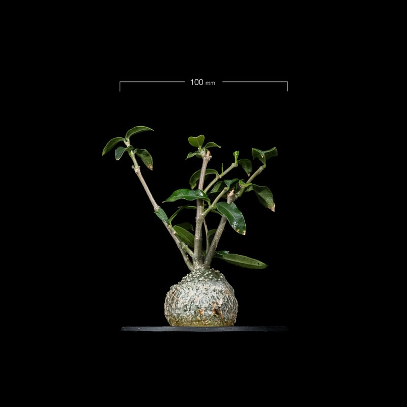 フォッケア エデュリス / Fockea edulis #7 | Ducks ( plants. )