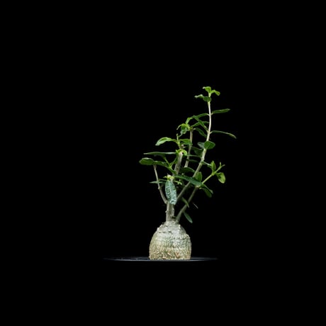 フォッケア エデュリス / Fockea edulis #6