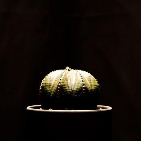 ユーフォルビア オベサ / Euphorbia obesa #1